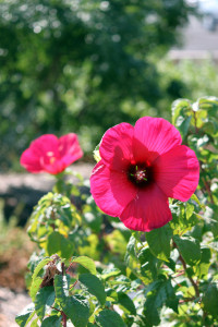 Aug 22 2011 hibiscus