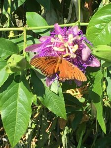 mexican-fritillary-butterfly-on-passion-flower-vine-9-2016