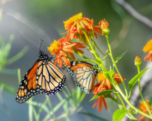 Male Monarch on Mexican Flame Vine