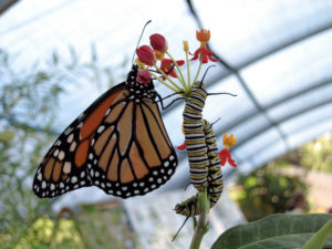 Monarch and Caterpillars