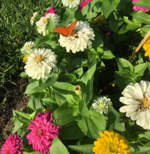 Zesty Mix Zinnias at the Genoa Friendship Garden