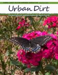 May/June 2026 Urban Dirt Newsletter