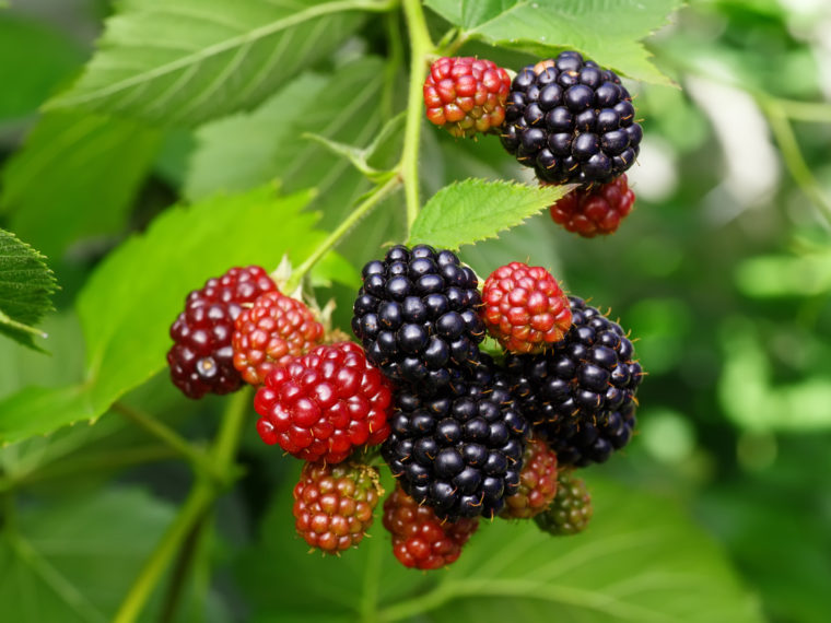 blackberries_shutterstock_471548723