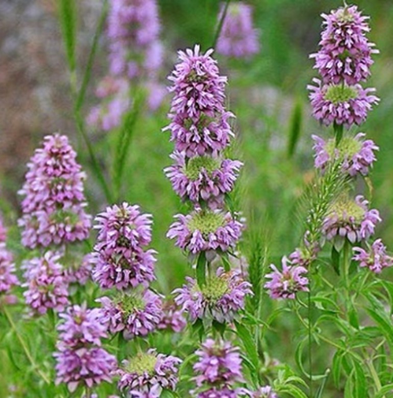 Beebalm Lemon Mint (Purple)