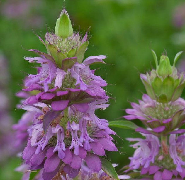 Beebalm Lemon Mint (Purple) flower close up