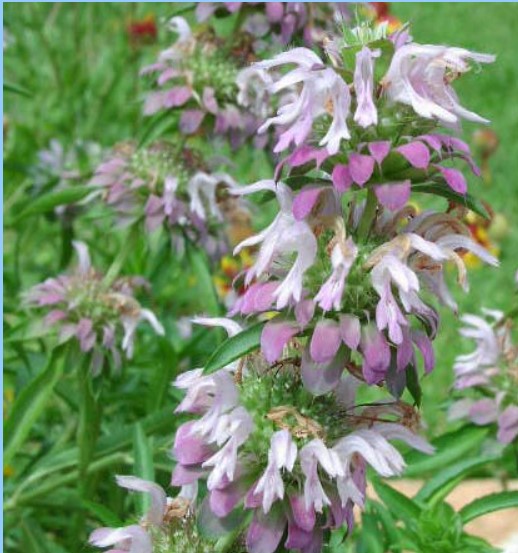 Beebalm Lemon Mint (Purple)