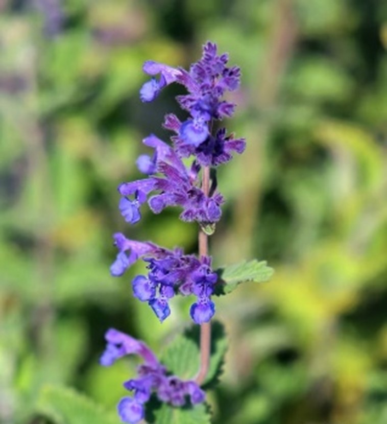 Catmint flowers