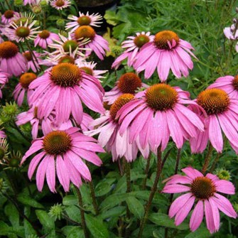 Coneflower Purple (Echinacea)