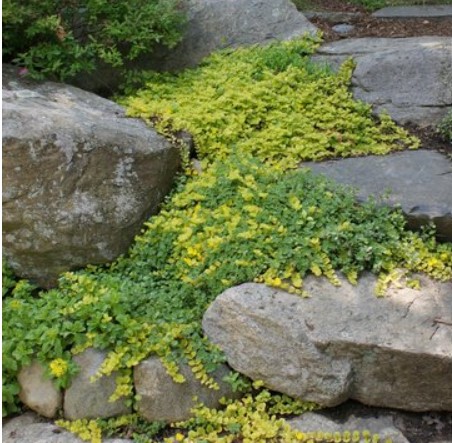 creeping jenny ground cover