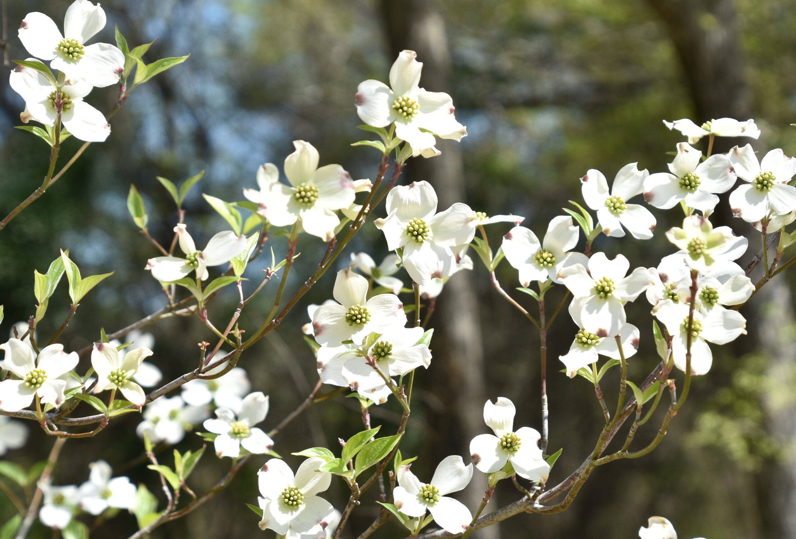 Dogwood Flowers White