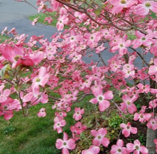 Dogwood Pink Flowering