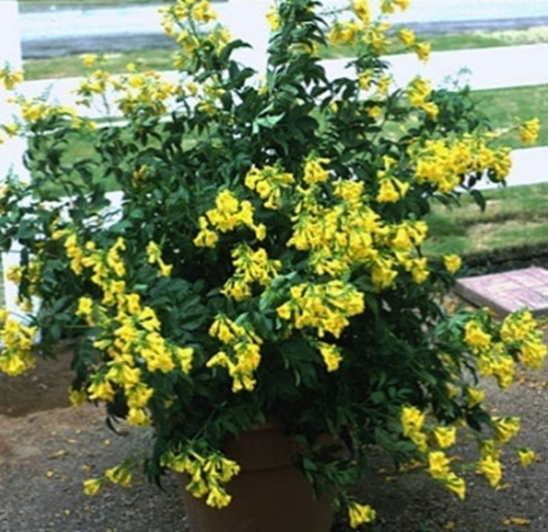 Esperanza ‘Gold Star’