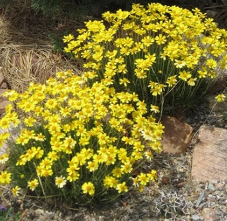 Four Nerve Daisy