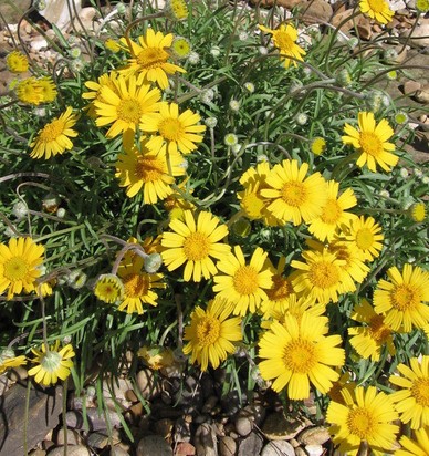 Four Nerve Daisy