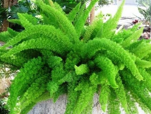 Myers Asparagus Ferns for Sale