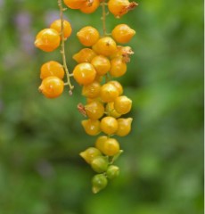 Golden Dewdrop berries