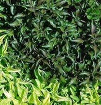 Joseph’s Coat green leaves