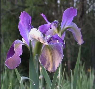 Louisiana Iris