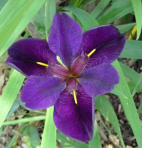 Louisiana Iris flower close up