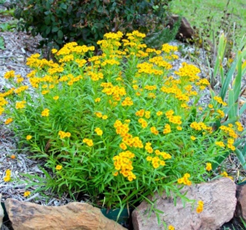 Image of Marigolds with Mint