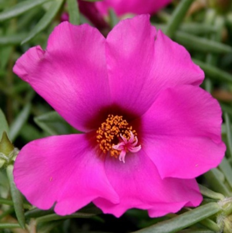 Portulaca grandiflora (Moss Rose, Portulaca, Purslane, Rose Moss, Sun  Plant)