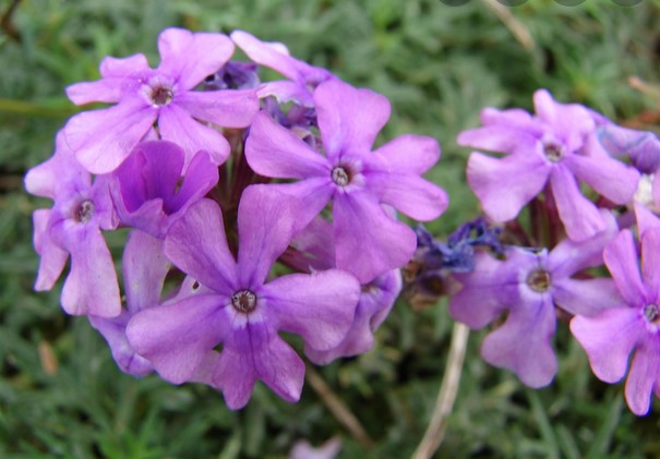 Moss Verbena