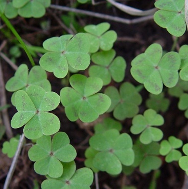 oxalis wild pink leaves