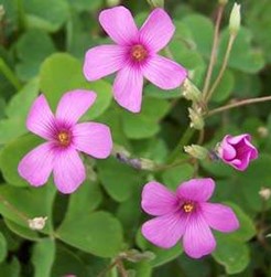 oxalis wild pink flowers