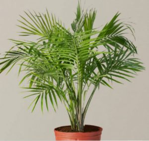 Palm Majesty