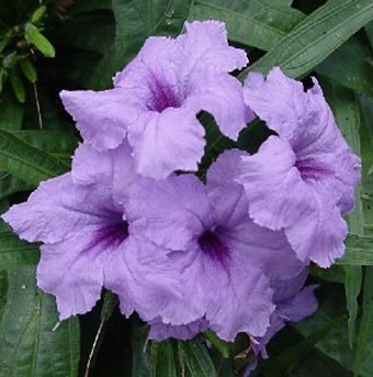 Petunia Dwarf Mexican 'Katie' flower close up