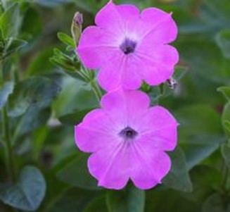 Petunia ‘Pink Laura Bush’ flower close up