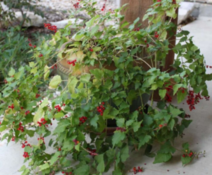 Pigeonberry