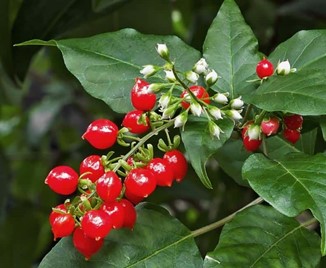Pigeonberry berries and flowers at the same time