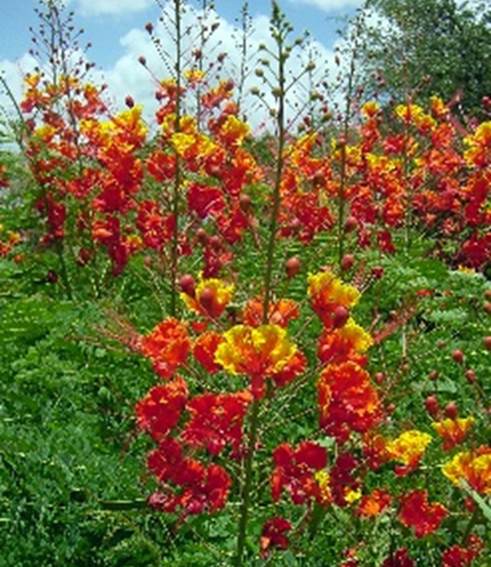 Pride of Barbados flowers