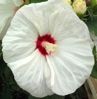 Rose of Sharon White flower close up