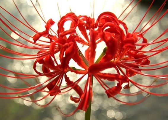 Spider Lily Red