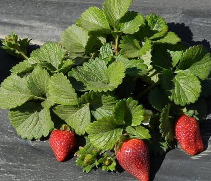 Strawberry ‘Chandler’ plant with 3 strawberries