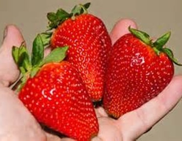 Strawberry ‘Chandler’ 3 big ripe strawberries