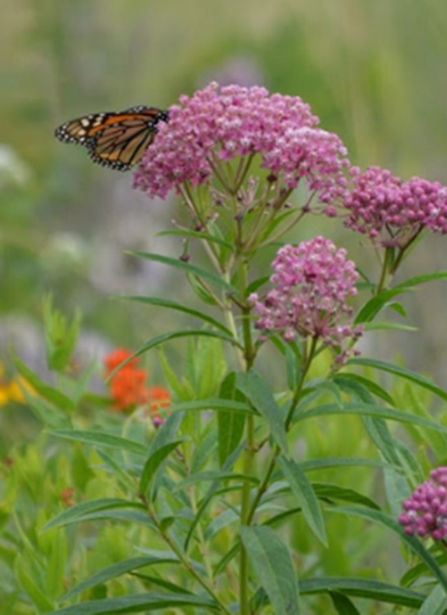 Swamp Milkweed with monarch butterfly