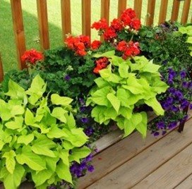 Sweet Potato Vine Lime shown with red geraniums