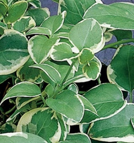 Vinca Major Variegated leaves
