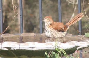 Brown bird in birdbath