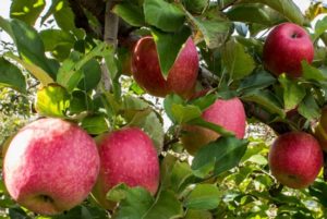 Apple Pink Lady® tree with apples