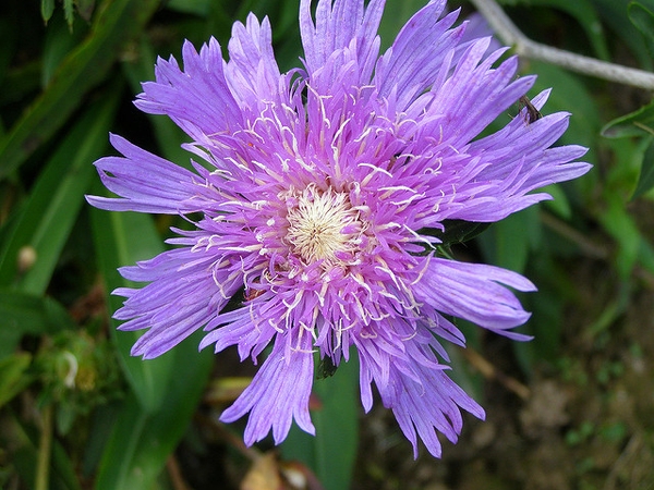 Stokes Aster flower