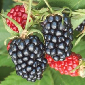 Blackberry Apache, 2 ripe blackberries & 2 red not-ripe-yet blackberries