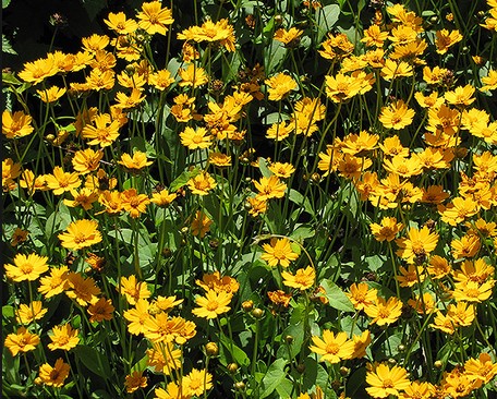 Coreopsis Mouse-Ear Plant with flowers