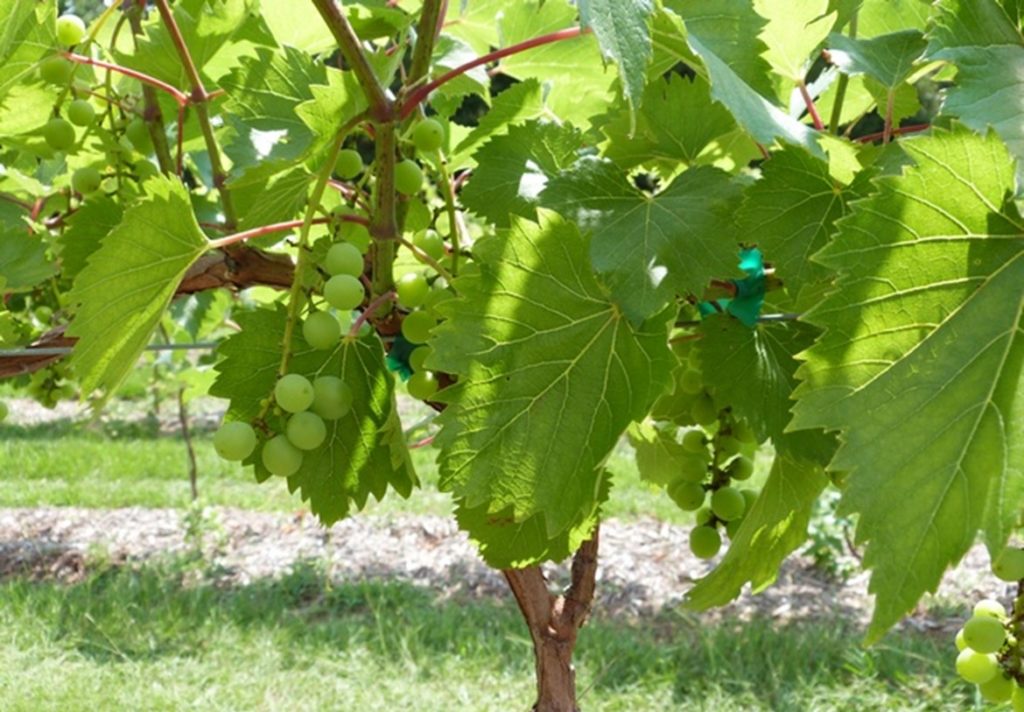 Miss Blanc grapes on the vine