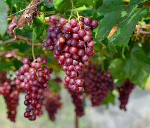 Crimson Seedless Grapes on the vine