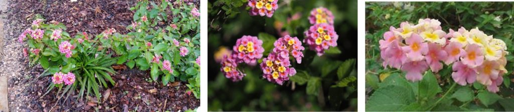Lantana plant and close up of flowers