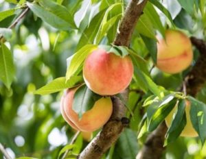 Peach A Belle of Georgia, 3 peaches on a tree